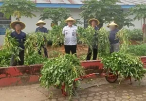Lapas Jambi panen 300 ikat kangkung, dorong ketahanan pangan