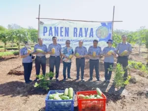 Panen Pepaya California Lapas Kupang dorong Ketahanan Pangan
