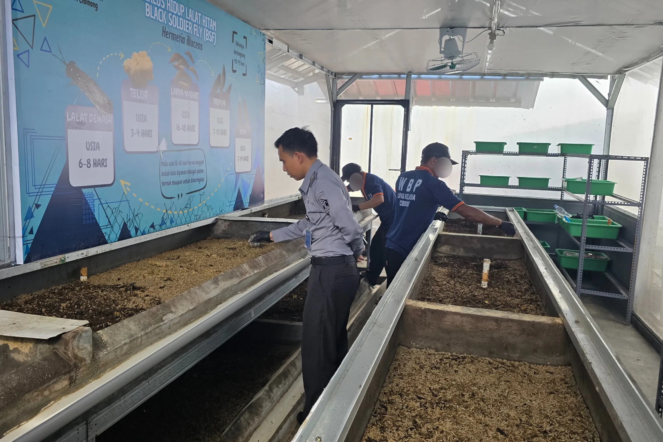 Warga Binaan Lapas Cibinong Budidayakan Maggot BSF