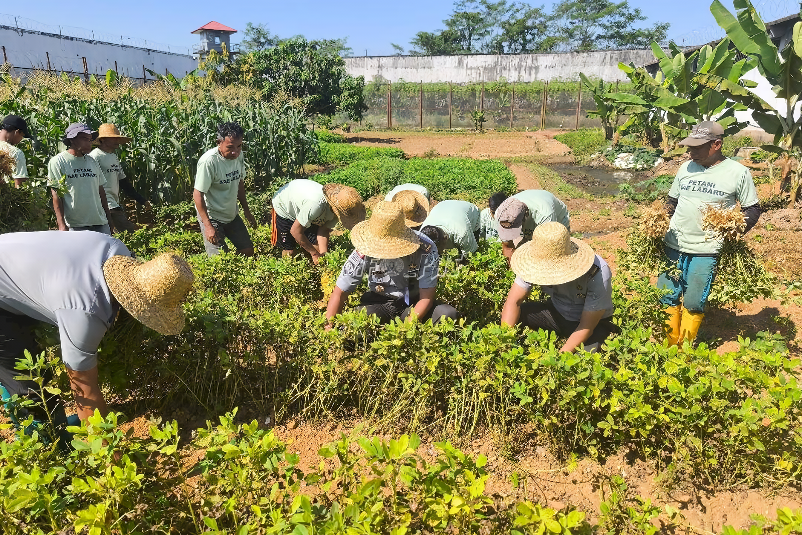 Lapas Banjarbaru Panen Jagung dan Kacang, Dukung Ketahanan Pangan Nasional (Dok. Istimewa)