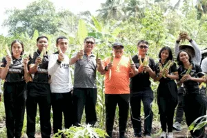 Lapas Kelas IIB Tabanan laksanakan panen perdana jagung ketan yang di tanam di Sarana Asimilasi dan Edukasi (SAE), Jumat (25/7). (Dok.Istimewa)