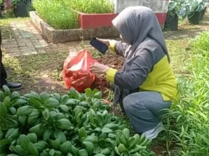 Kelurahan Cibubur Panen 31 Kg Sayuran dari Kebun Kantor