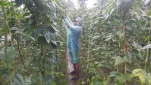 Panen Kacang Panjang, Lapas Ambon Dukung Ketahanan Pangan