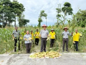 Lapas Namlea Sukses Panen Jagung Dua Kali di Bulan Juli