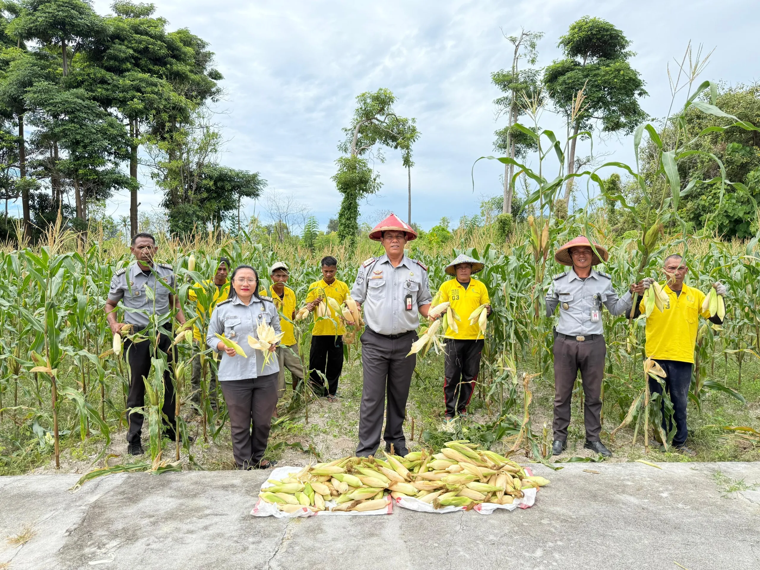 Lapas Namlea Sukses Panen Jagung Dua Kali di Bulan Juli