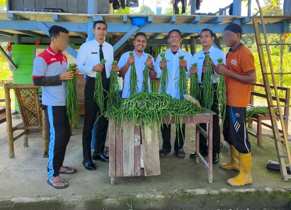 Lapas Kelas IIB Piru kembali memanen kacang panjang sebanyak 20 kg dari lahan pertanian Sarana Asimilasi dan Edukasi (SAE), Senin (21/7).