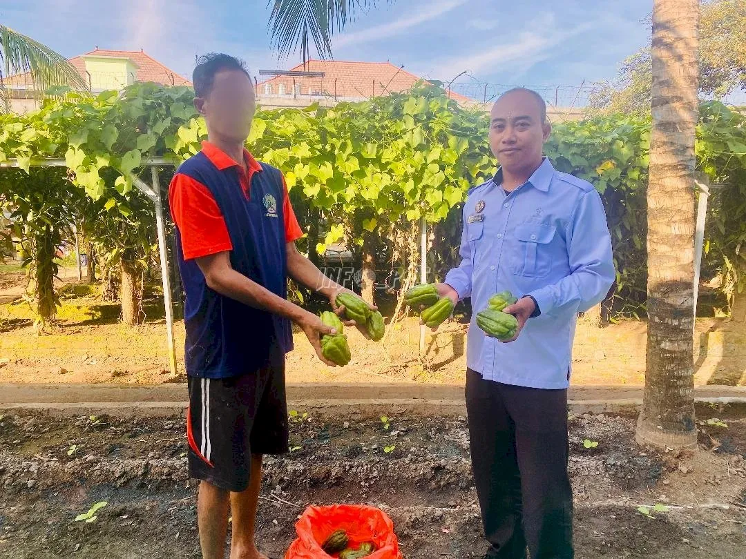 Rutan Kelas IIB Negara memanen hasil budidaya labu siam dari lahan pertanian seluas 88 m2 yang berada di area Sarana Asimilasi dan Edukasi (SAE), Rabu (23/7).