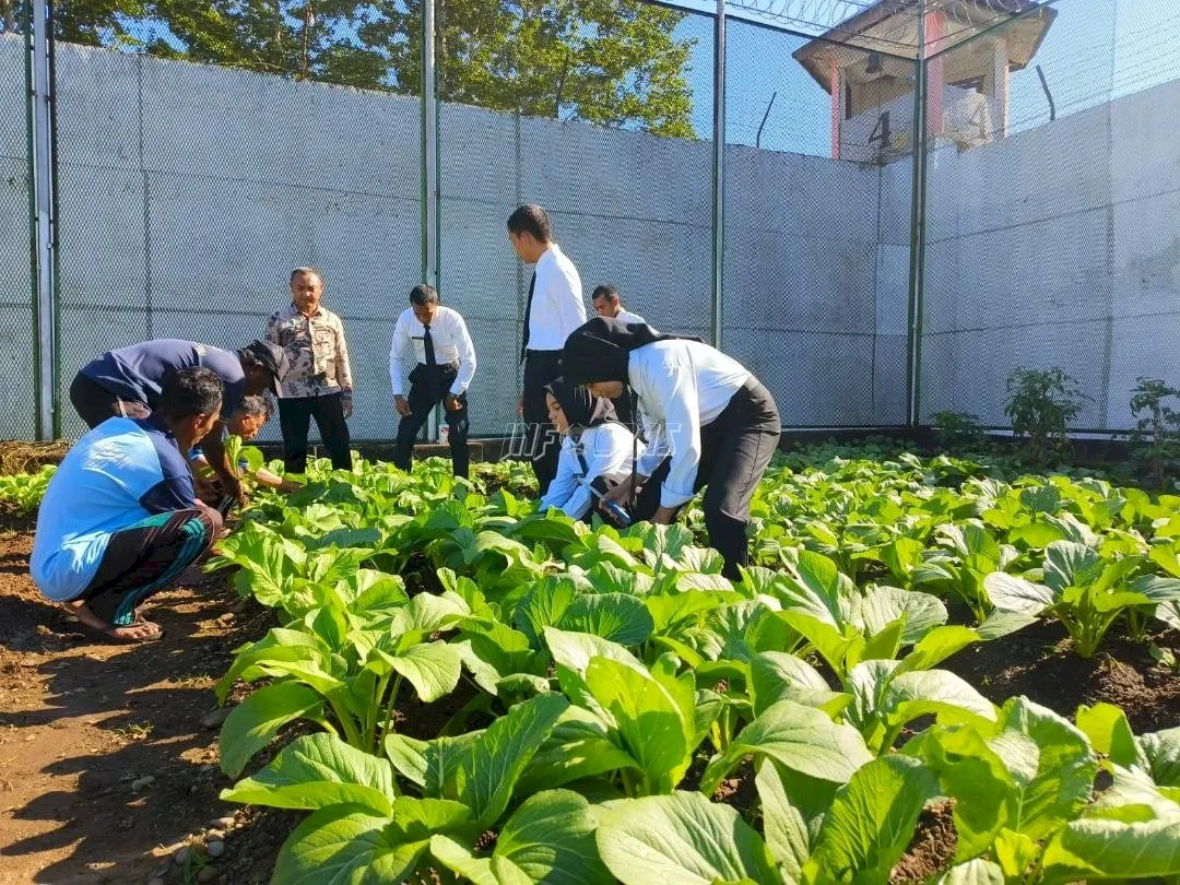 Lapas Kelas IIB Piru kembali melaksanakan panen 40 ikat sayur sawi dari kebun di dalam Lapas, Jumat (25/7).