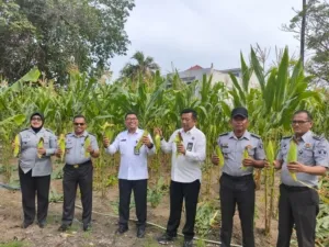 Turut hadir dalam panen jagung tersebut Kepala Bidang Pelayanan dan Pembinaan Irpan, Kepala Seksi Kegiatan Kerja I Made Budana, Kepala Kesatuan Pengamanan Lapas I Made Sudiasa, serta Kepala Urusan Umum Rahima, Senin (11/8/2025) (Humas Kanwil Ditjenpas Sulteng)