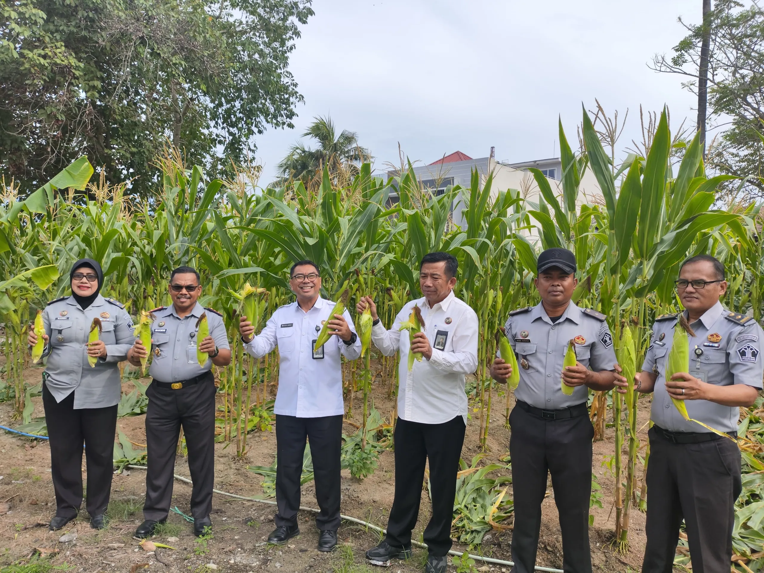 Turut hadir dalam panen jagung tersebut Kepala Bidang Pelayanan dan Pembinaan Irpan, Kepala Seksi Kegiatan Kerja I Made Budana, Kepala Kesatuan Pengamanan Lapas I Made Sudiasa, serta Kepala Urusan Umum Rahima, Senin (11/8/2025) (Humas Kanwil Ditjenpas Sulteng)