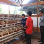 Lapas Kelas IIA Jambi kembangkan pembinaan kemandirian lewat budidaya ayam petelur, hasilkan telur setiap hari dalam jumlah besar. (Web. Ditjenpas)
