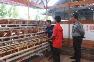 Lapas Kelas IIA Jambi kembangkan pembinaan kemandirian lewat budidaya ayam petelur, hasilkan telur setiap hari dalam jumlah besar. (Web. Ditjenpas)