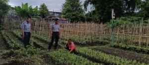 Kalapas Bandanaira Tinjau Kebun Lapas Untuk Ketahanan Pangan