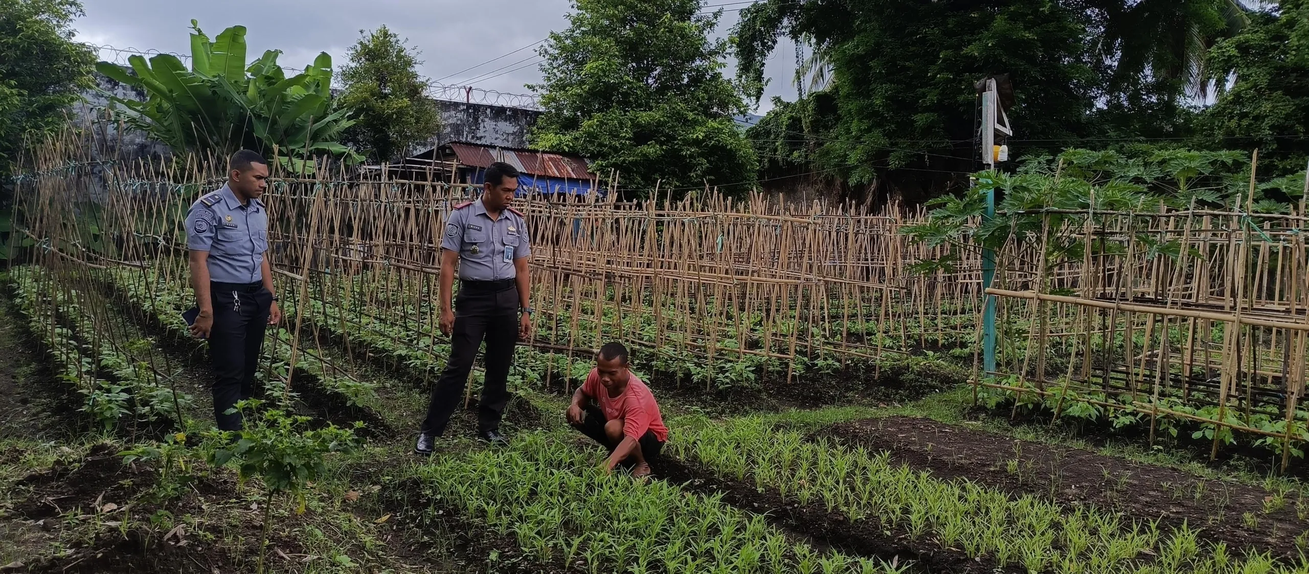 Kalapas Bandanaira Tinjau Kebun Lapas Untuk Ketahanan Pangan
