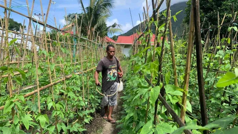 Warga Binaan Lapas Kelas III Bandanaira melaksanakan kegiatan penyiraman dan pemupukan di area kebun luar Lapas, Selasa (27/8). (Humas Lapas Bandanaira)