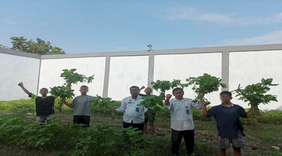 Anak Binaan LPKA Medan berhasil melakukan panen perdana sayuran bayam hasil budidaya mandiri di lahan pembinaan LPKA Medan pada Selasa (19/8). (Web. Ditjenpas)
