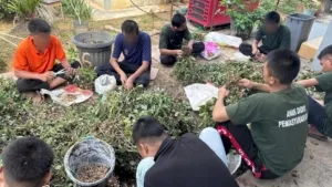 LPKA Muara Bulian Panen Kacang Tanah