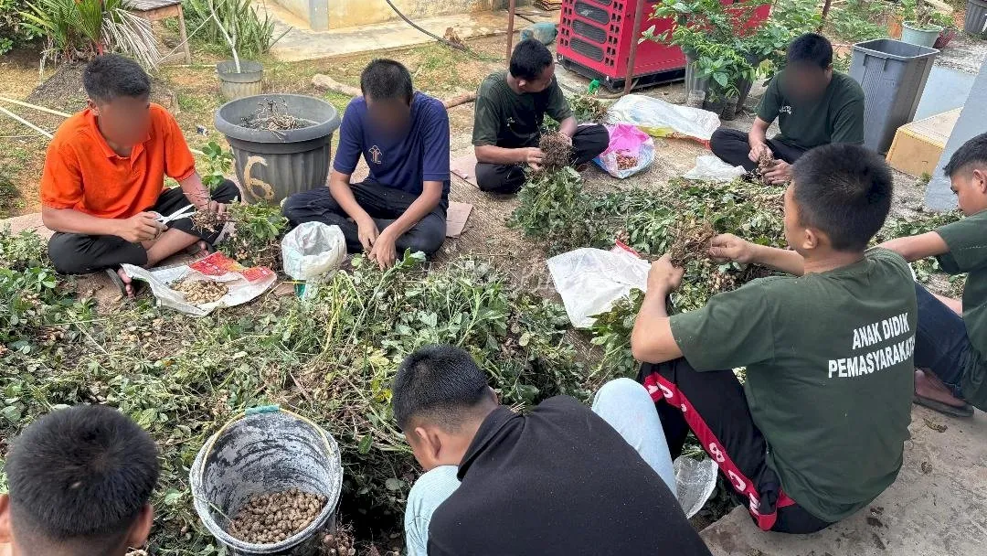 LPKA Muara Bulian Panen Kacang Tanah