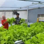 Panen Sayur Selada dan Caisim Hidroponik di Lapas Cibinong
