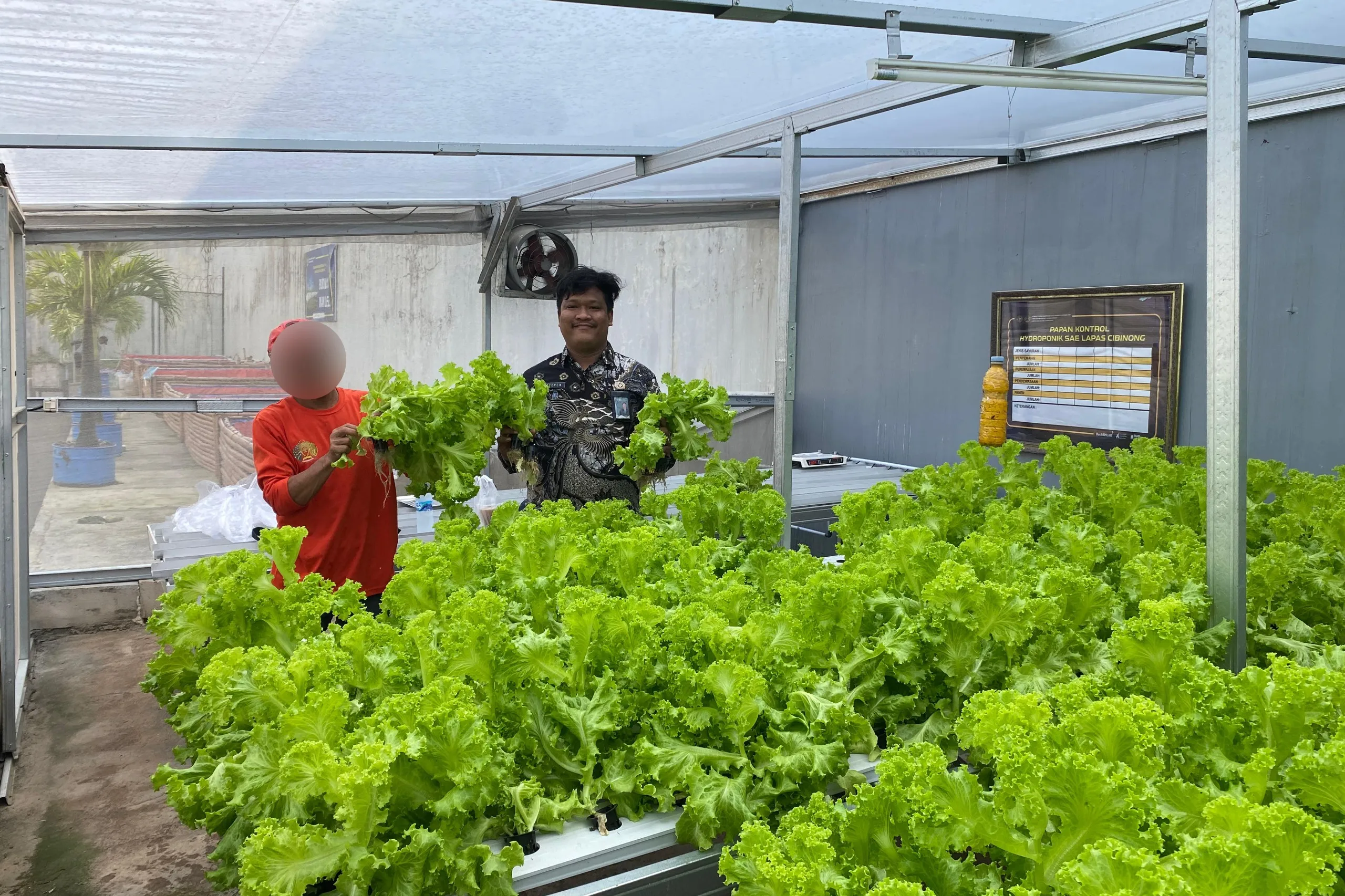 Panen Sayur Selada dan Caisim Hidroponik di Lapas Cibinong