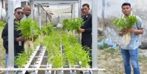 Lapas Geser Panen Perdana Kangkung Hidroponik