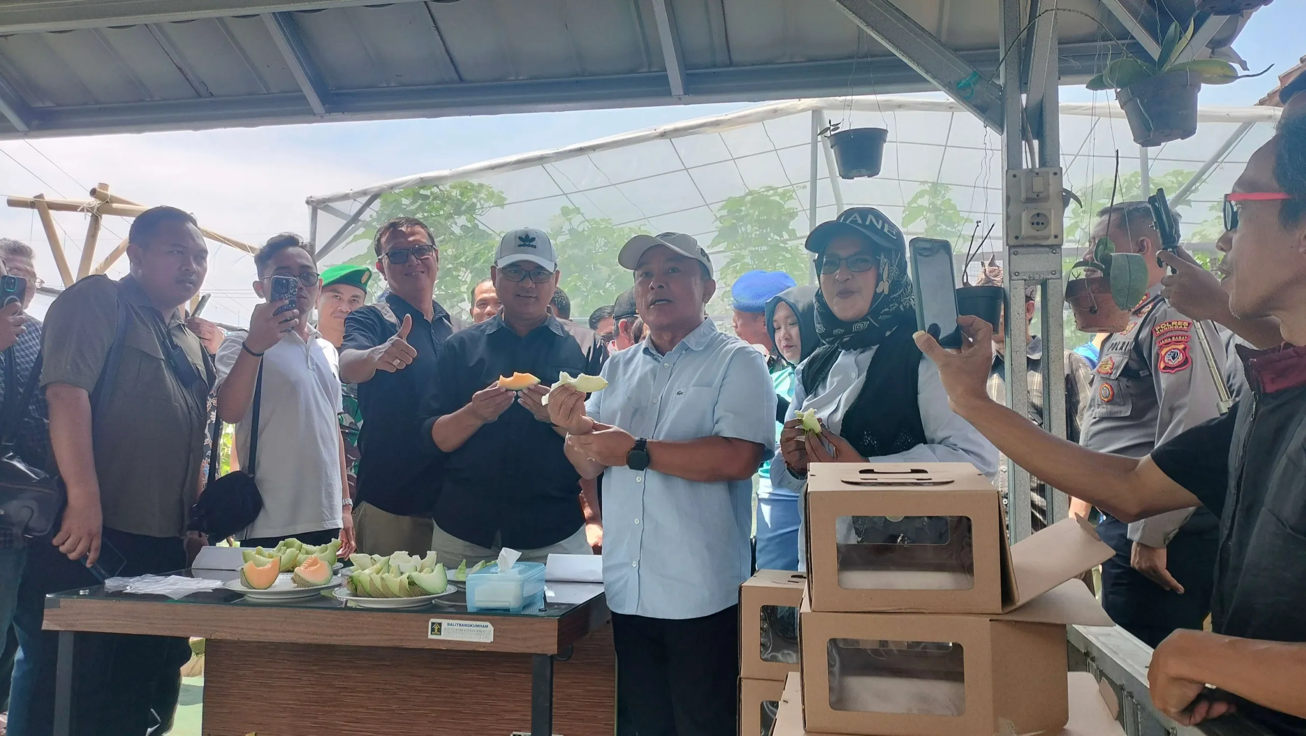Lapas Kuningan Gelar Panen Melon Bersama Bupati