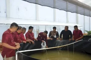 Lapas Muara Sabak Tebar 16.000 Benih Lele di Kolam Bioflok