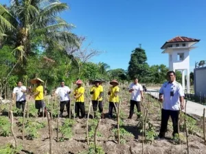 Lapas Namlea Inovasi Budidaya Tomat, Tingkatkan Pertanian
