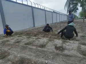 Lapas Namlea Perluas Hortikultura dengan 1.000 Cabai Hibrida