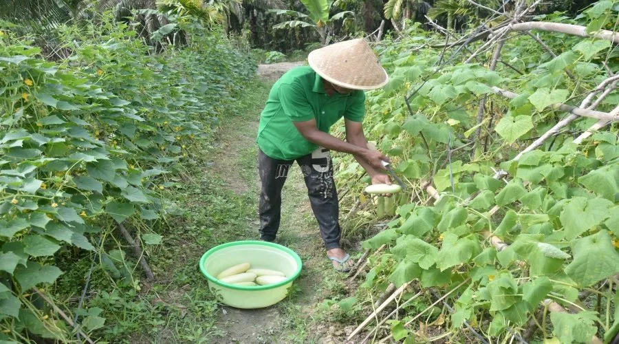 Lapas Narkotika Muara Sabak Panen 50 Kg Timun