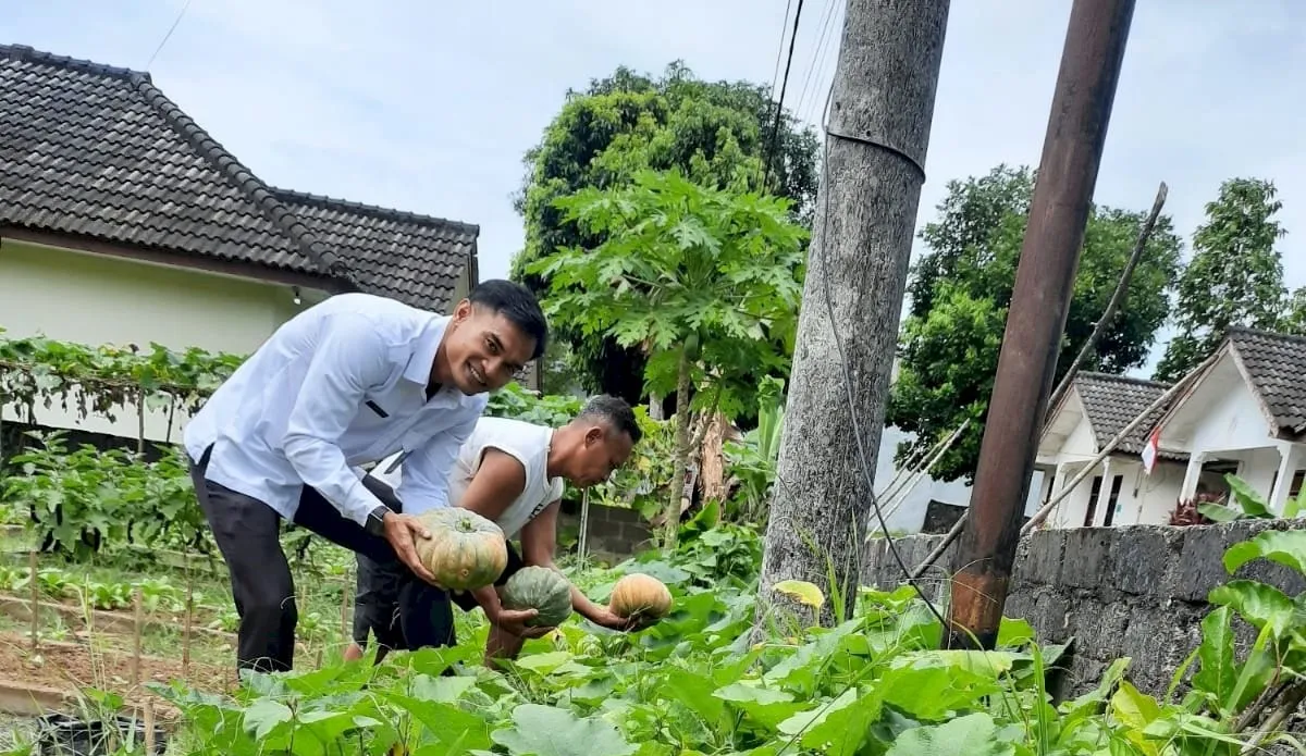 Lapas Pangkalpinang Panen Puluhan Kg Labu