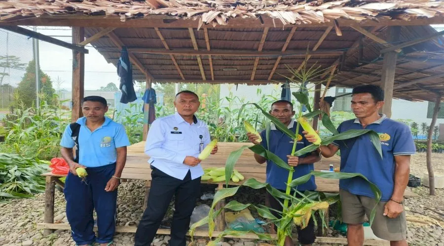 Lapas Piru Panen Perdana 10 Kg Jagung