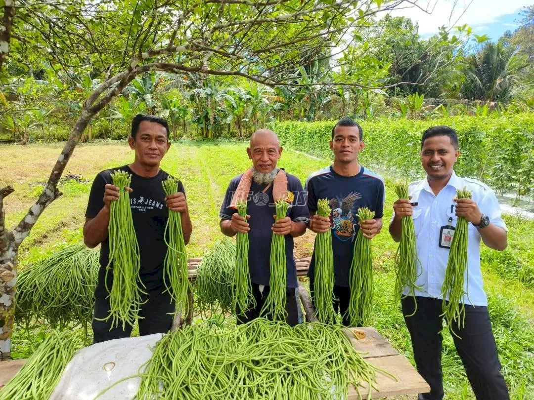 Lapas Kelas IIB Piru berhasil memanen 35 ikat kacang panjang dari lahan pertanian Sarana Asimilasi dan Edukasi (SAE) Lapas Piru, Rabu (20/8). (Web Ditjenpas)