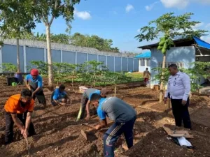 Warga Binaan Lapas Kelas III Saumlaki garap lahan kosong usai panen sebagai upaya meningkatkan produktivitas. (Web. Ditjenpas)