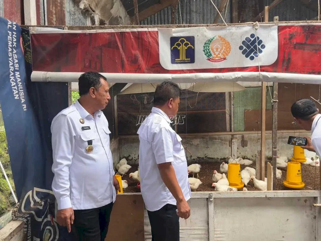 Kakanwil Ditjenpas Malut, panen 100 ekor ayam pedaging di Lapas Ternate, Rabu (20/8). (Web. Ditjenpas)