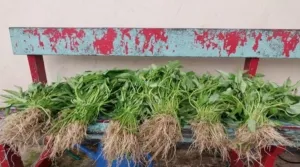 Warga Binaan Lapas Kelas IIB Tual berhasil panen 35 kg kangkung hasil program pembinaan kemandirian di bidang pertanian, Jumat (15/8). (Web Ditjenpas)