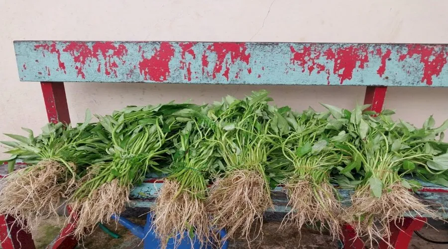 Warga Binaan Lapas Kelas IIB Tual berhasil panen 35 kg kangkung hasil program pembinaan kemandirian di bidang pertanian, Jumat (15/8). (Web Ditjenpas)