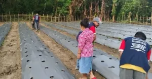 Lapas Wahai Tanam 3.175 Bibit Jagung, Dorong Kemandirian WBP