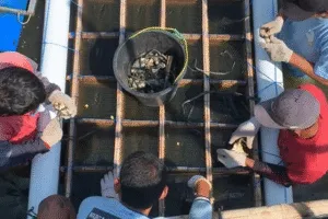 Lapas Kendal Cetak Warga Binaan Jadi Peternak Kepiting Soka