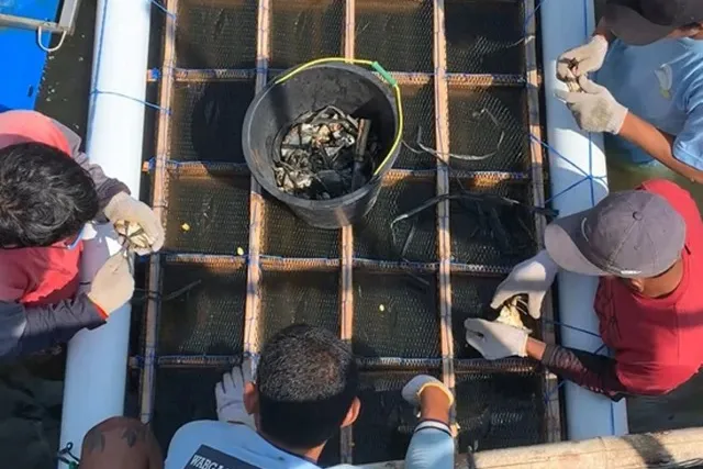 Lapas Kendal Cetak Warga Binaan Jadi Peternak Kepiting Soka