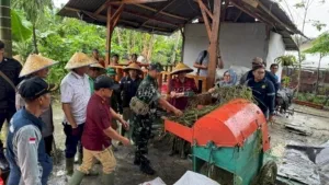 Lapas Kelas IIB Muara Bulian menggelar panen raya padi dan ayam kampung di Sarana Asimilasi dan Edukasi (SAE) Sentra Ketahanan Pangan, Sabtu (23/8). (Web. Ditjenpas)