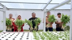 LPKA Ambon panen 25 ikat pakcoy hasil pelatihan hidroponik bagi Anak Binaan, dukung program ketahanan pangan nasional. (Web: Ditjenpas)