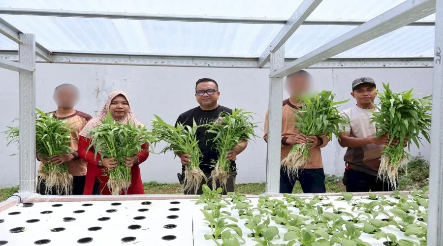 LPKA Ambon panen 25 ikat pakcoy hasil pelatihan hidroponik bagi Anak Binaan, dukung program ketahanan pangan nasional. (Web: Ditjenpas)