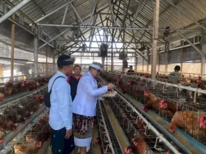 Rutan Kelas IIB Negara panen 463 telur ayam petelur, perkuat pembinaan kemandirian warga binaan lewat SAE bersama Kakanwil Ditjenpas Bali, Sabtu (23/8). (Web. Ditjenpas)