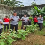 Lapas Kelas IIB Tual kembali panen 14 kg terong di lahan Sarana Asimilasi dan Edukasi, Selasa (26/8). (Web. Ditjenpas)