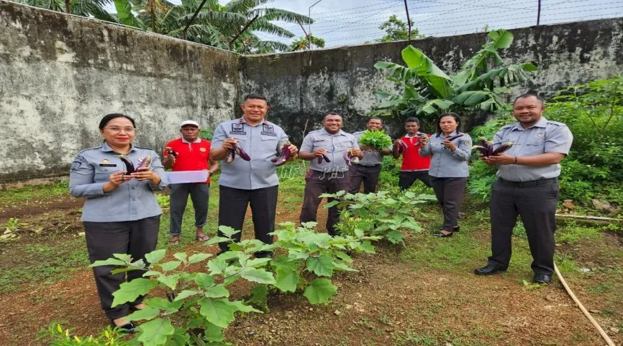 Lapas Kelas IIB Tual kembali panen 14 kg terong di lahan Sarana Asimilasi dan Edukasi, Selasa (26/8). (Web. Ditjenpas)