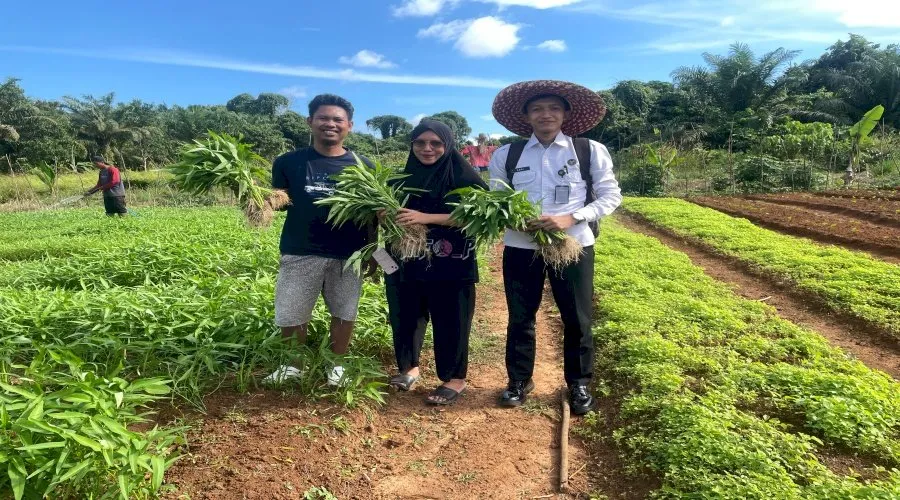Panen Kangkung di Lapas Batulicin, Selasa (26/8). (Web. Ditjenpas)