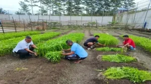 Lapas Piru Kembali panen kangkung sebanyak 30 ikat di lahan Lapas Piru, Rabu (27/8). (Web. Ditjenpas)