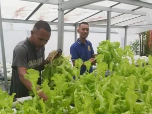 Panen Selada Hidroponik Lapas Ambon Perkuat Pembinaan WBP