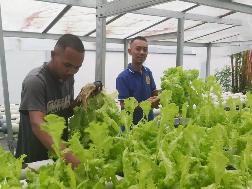 Panen Selada Hidroponik Lapas Ambon Perkuat Pembinaan WBP